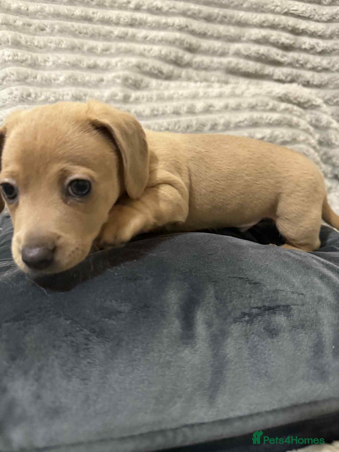 Mixed Breed dogs for sale: Dauchaund x jackrussle puppies  - Image 3
