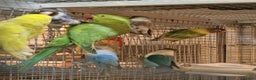 Parrots birds for sale: Xxx BIRDS/PARAKEETS/PARROTS xxX - Advert 20