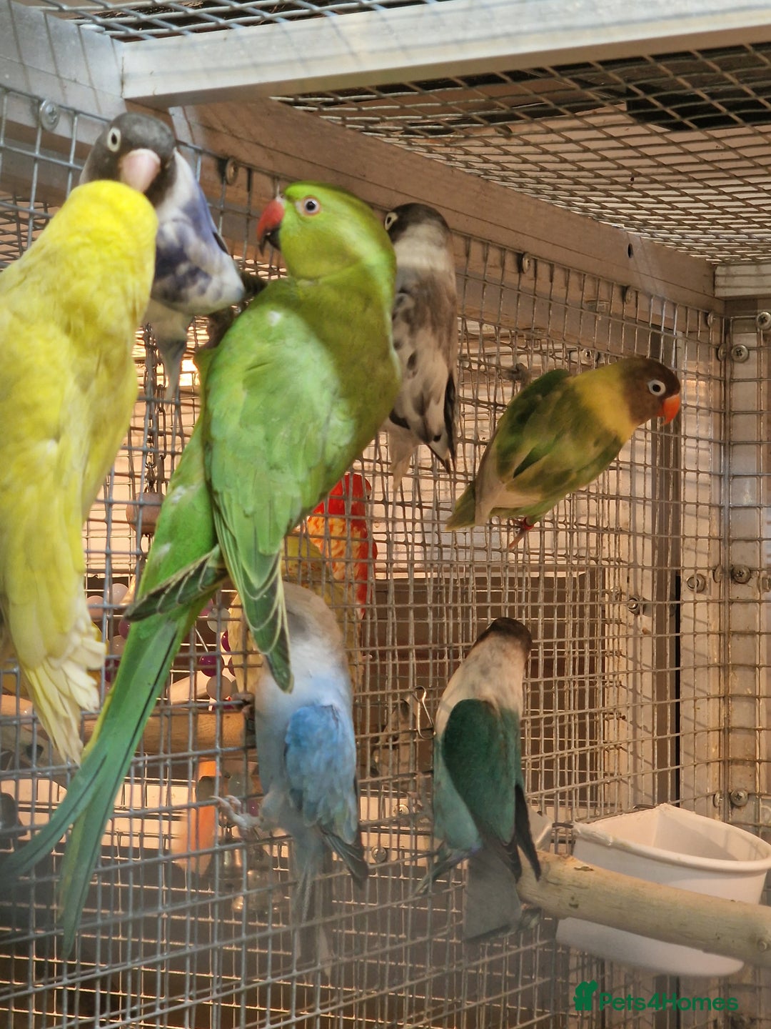 Parrots birds for sale: Xxx BIRDS/PARAKEETS/PARROTS xxX - Advert 20