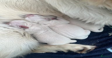 Golden Retriever dogs - Advert 4