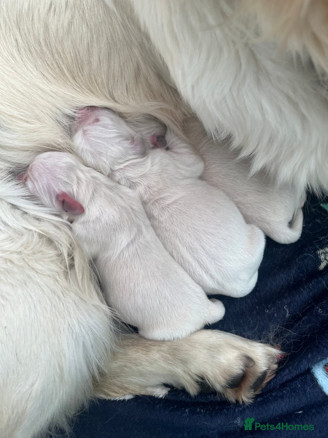 Golden Retriever dogs for sale: 3  Chunky puppies ready 17th December  - Advert 8