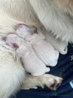 Golden Retriever dogs - Advert 7