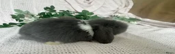 Mini Lop rabbits for sale: Beautiful friendly baby mini lops  - Advert 3