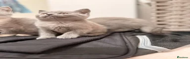British Shorthair 4