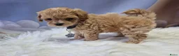 Maltipoo dogs for sale: Stunning Toy Asian & Korean F1 Maltipoo Apricot - Advert 11