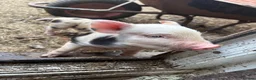 Pig livestock for sale: Julianna piglets for sale  in Bedworth - Advert 9