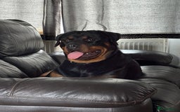 Rottweiler dogs for sale: 1 year old female Rottweiler  - Image 1