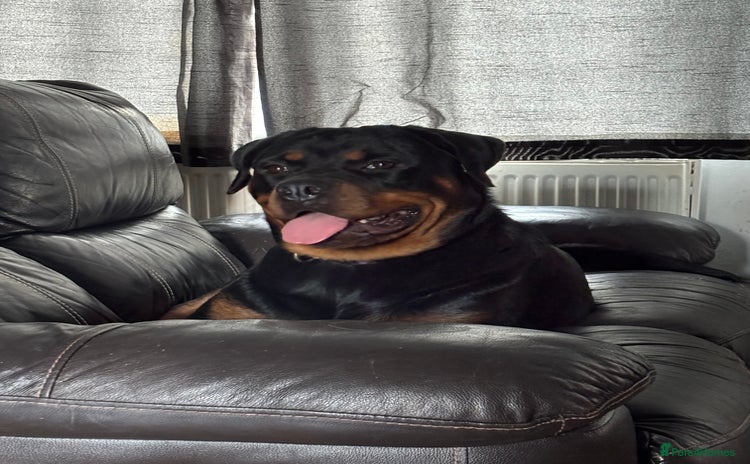 Rottweiler dogs - Advert 7