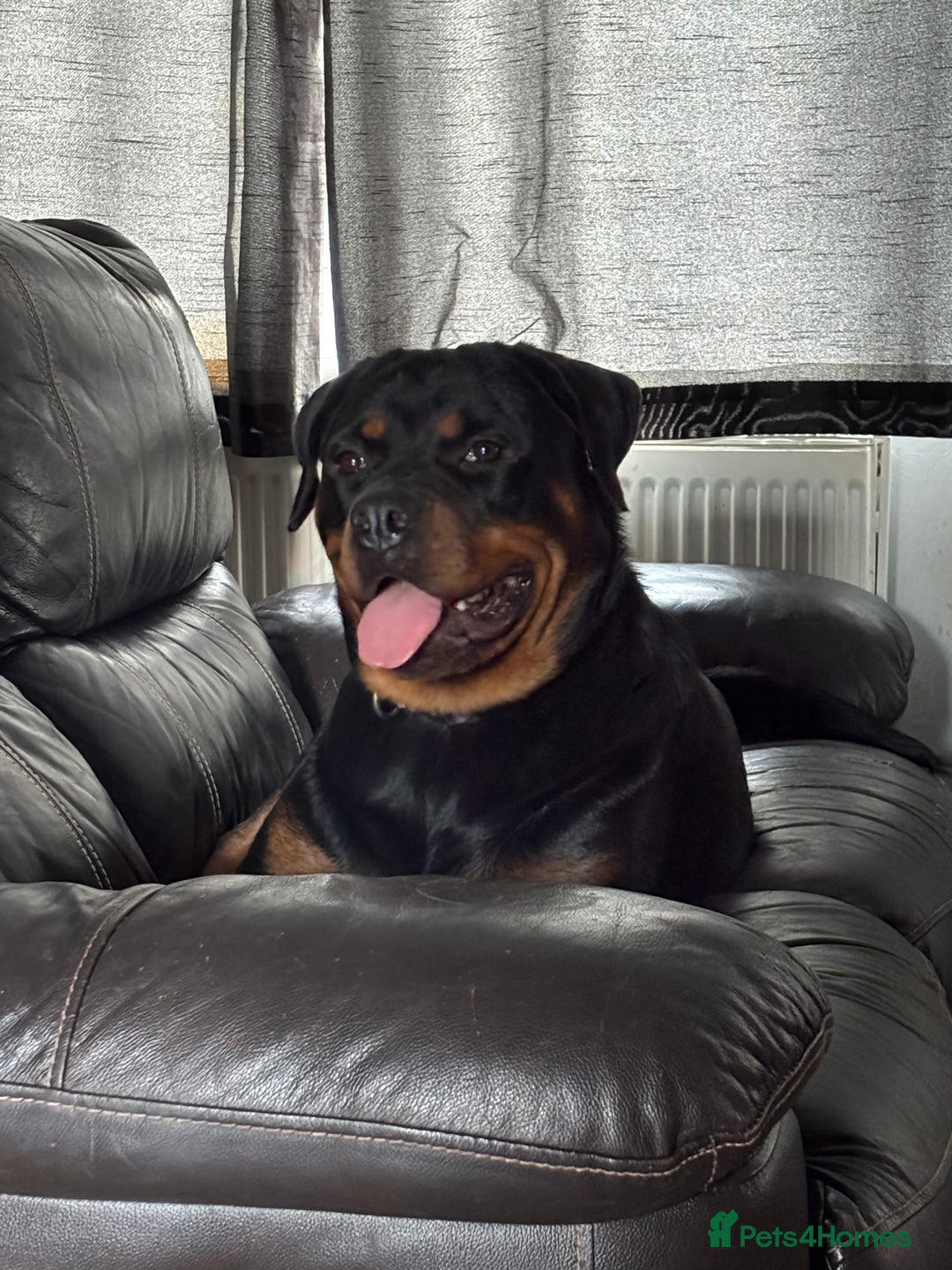 Rottweiler dogs for sale: 1 year old female Rottweiler  - Image 1
