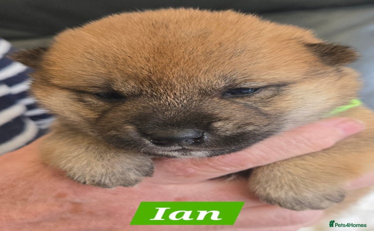 Japanese Shiba Inu dogs - Advert 1