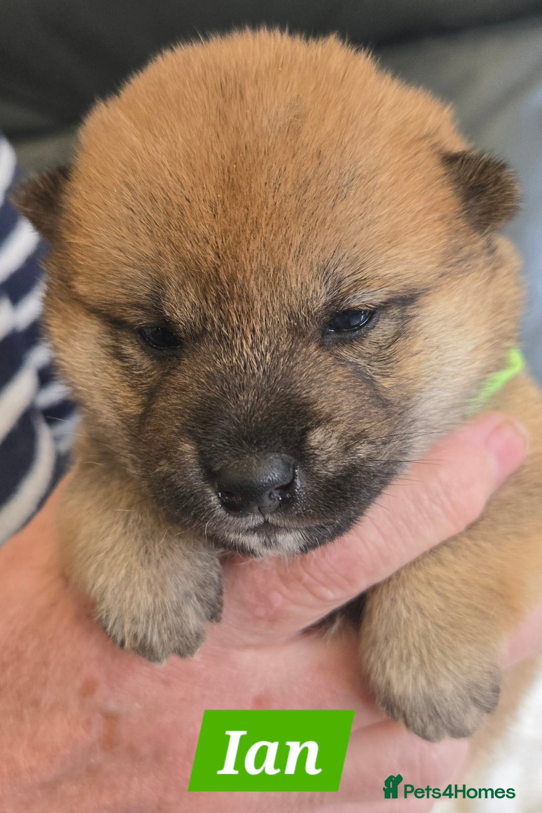 Japanese Shiba Inu dogs for sale: Gorgeous Shibas  - Image 5