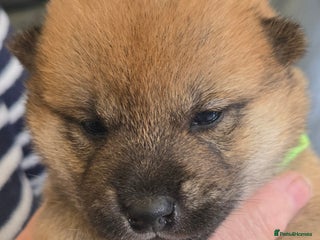 Japanese Shiba Inu dogs - Advert 6