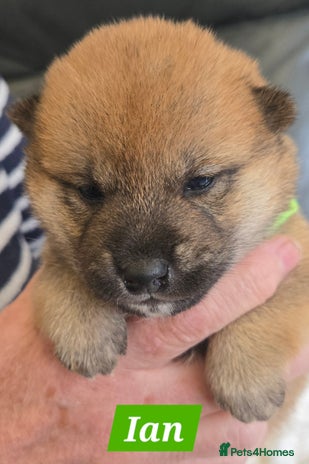 Japanese Shiba Inu dogs - Advert 1