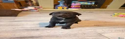Mixed Breed dogs for sale: Labrador x  - Advert 11