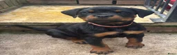 Rottweiler dogs for sale: ⭐️ Outstanding Rottweiler Puppies ⭐️ - Advert 13