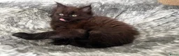 Maine Coon cats for sale: 🐾Tica registered Maine Coon Kittens Available 🐾 - Advert 5