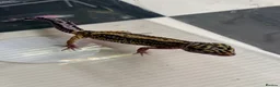 Leopard Gecko reptiles for sale: Mixed baby Leopard Geckos & 1 Black night - Advert 10