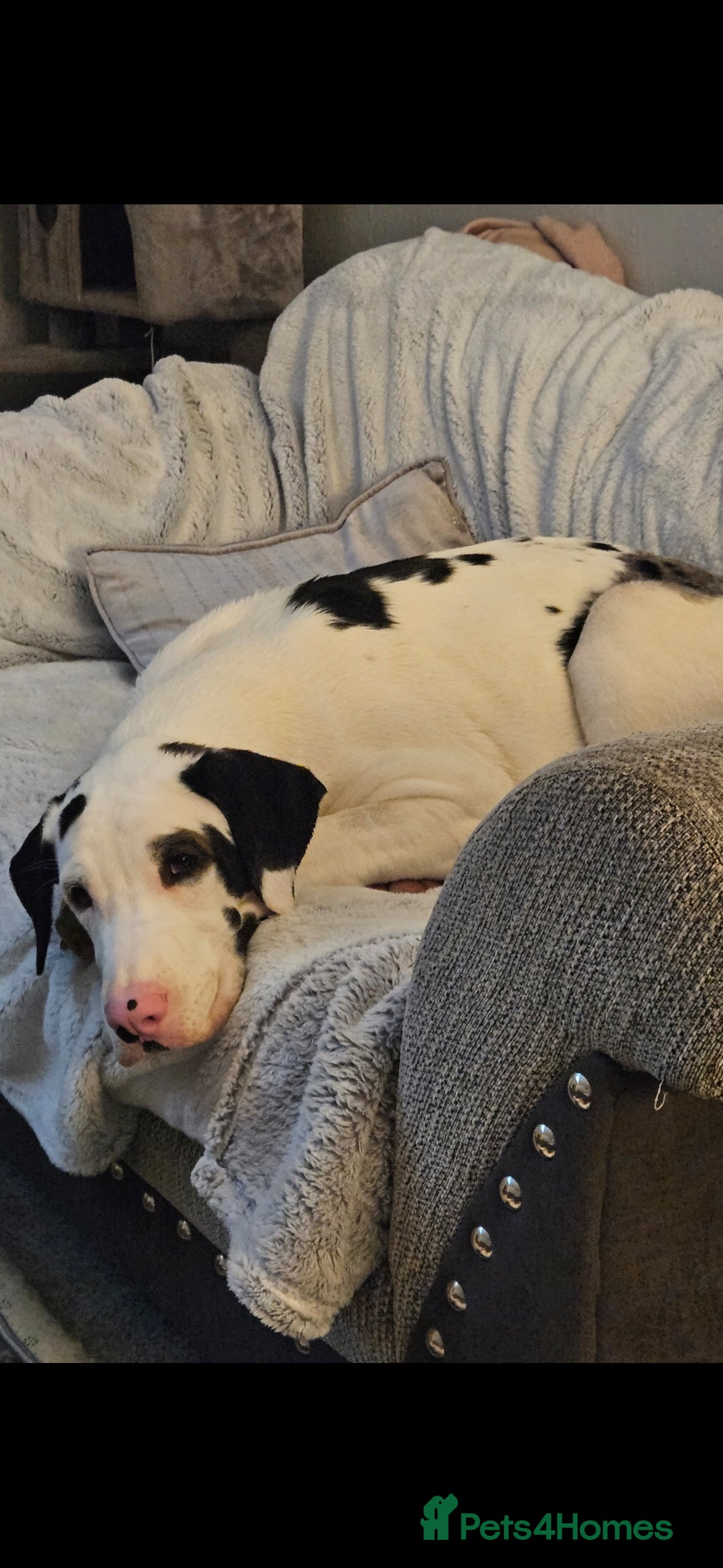 Mixed Breed dogs for sale: Great dane / American akita  pups  - Advert 4