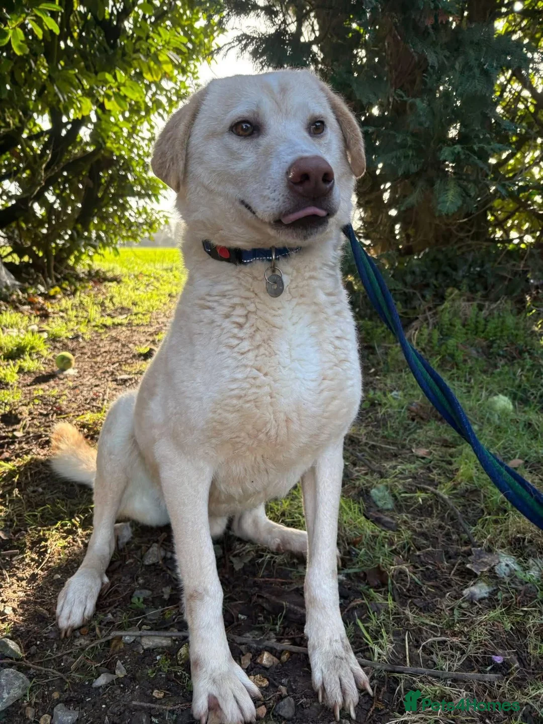 Golden Retriever dogs for adoption: Ralph - Norwich Norfolk  - Advert 5