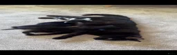 Mixed Breed cats for sale: Black Kittens 1 male 1 female  - Advert 2