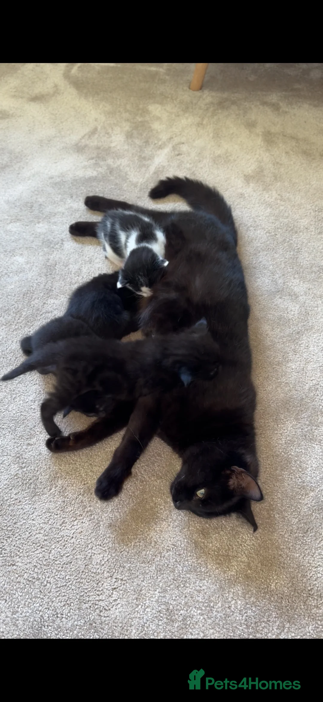 Mixed Breed cats for sale: Black Kittens 1 male 1 female  - Advert 2