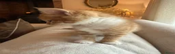 Mixed Breed cats for sale: Beautiful Ginger Kittens  - Advert 22