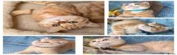 British Shorthair cats for sale: British Shorthair blue/odd eyed kittens  - Advert 1