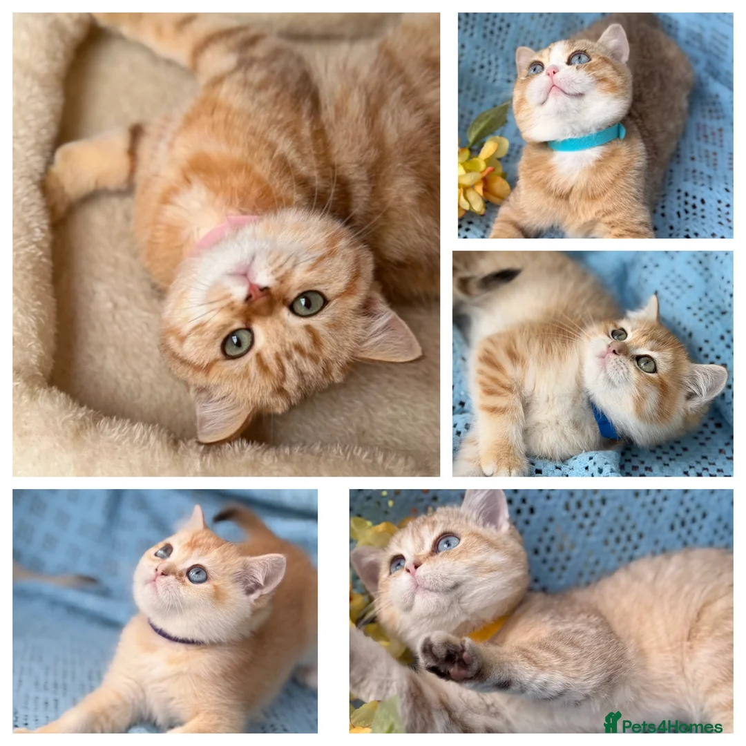 British Shorthair cats for sale: British Shorthair blue/odd eyed kittens  - Advert 1