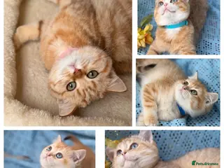 British Shorthair cats British Shorthair blue/odd eyed kittens - Advert 1