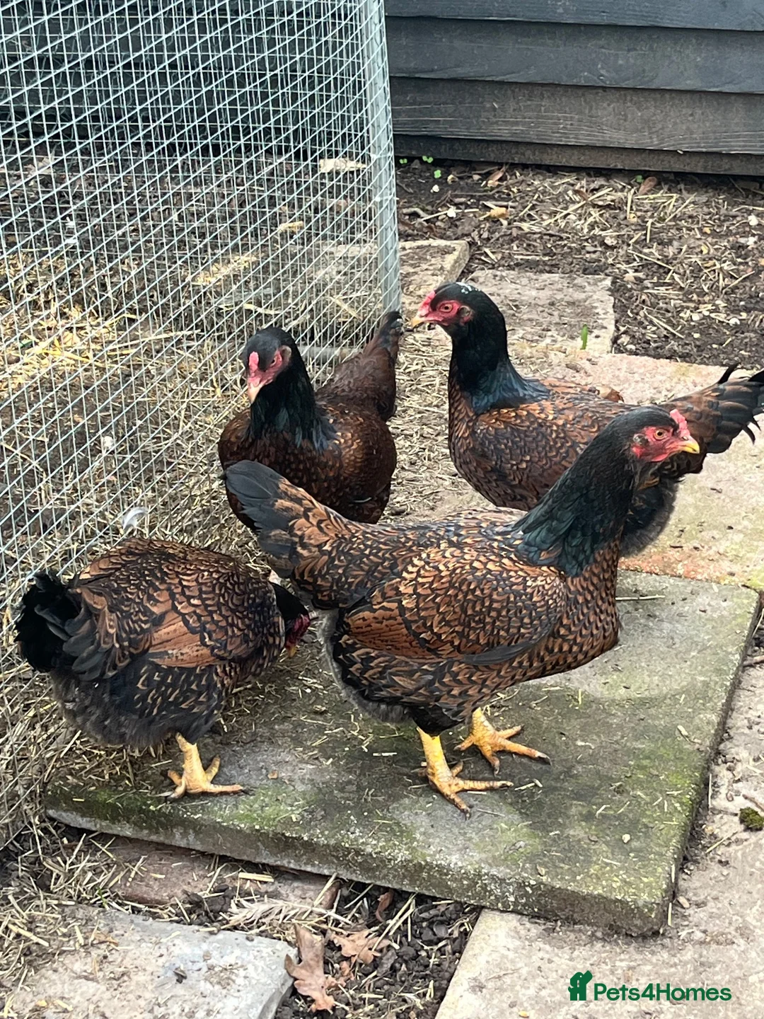 Chickens poultry for sale: Indian game chicks  - Advert 2