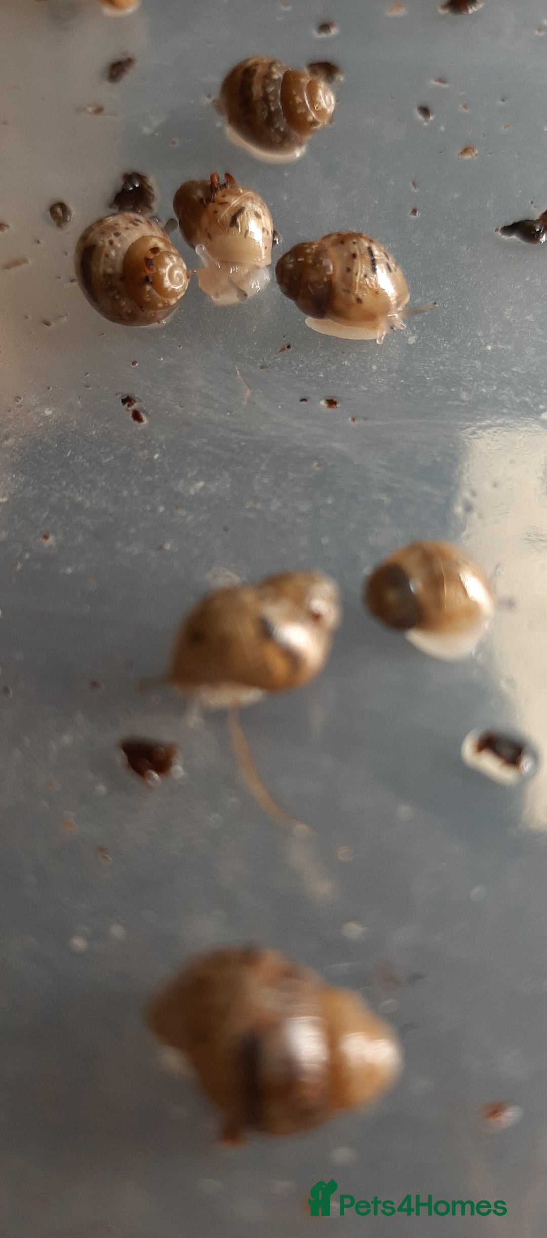 Snails invertebrates for sale: Achatina fulica (Giant African Land Snails) - Image 7