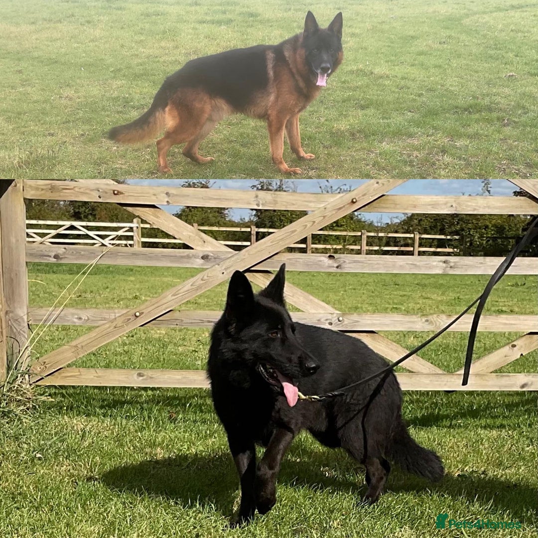 German Shepherd dogs for sale: 2 outstanding males - Advert 7