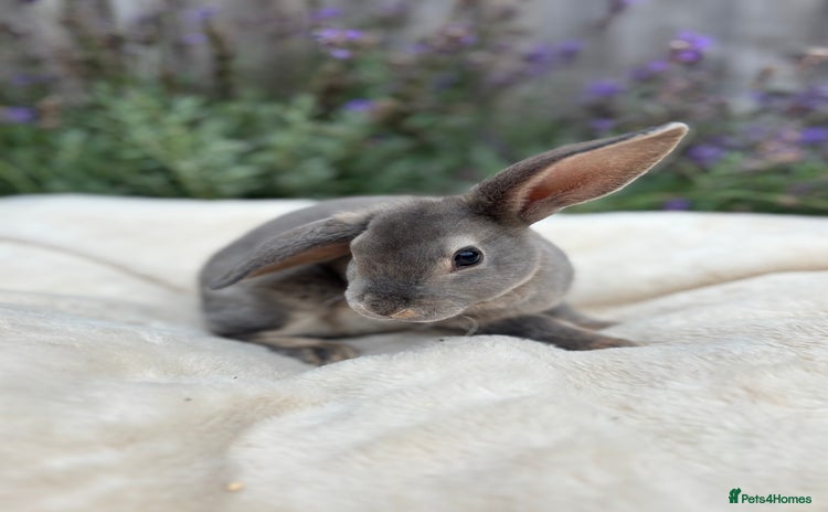 Mini Lop rabbits - Advert 13