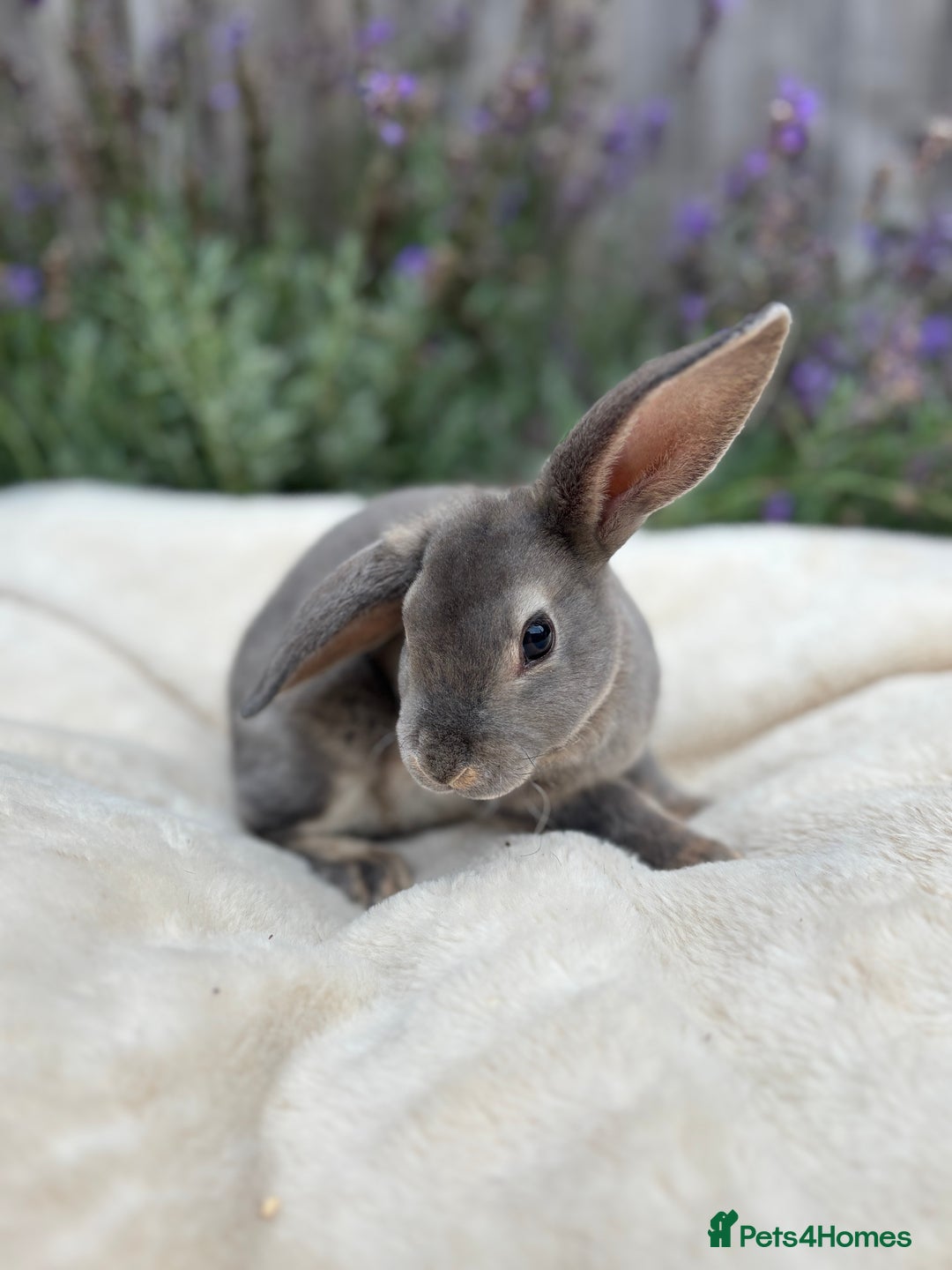 Mini Lop rabbits for sale: Ready now 🐰 mini Rex x mini plush lop babies!  - Image 1