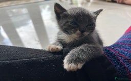 British Shorthair cats for sale: Stunning blue kittens  - Image 5