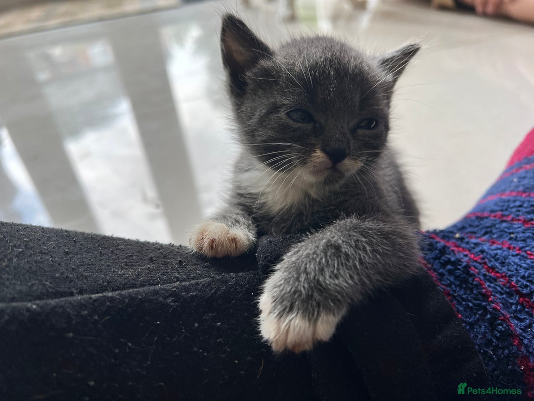 British Shorthair cats for sale: Stunning blue kittens  - Image 5