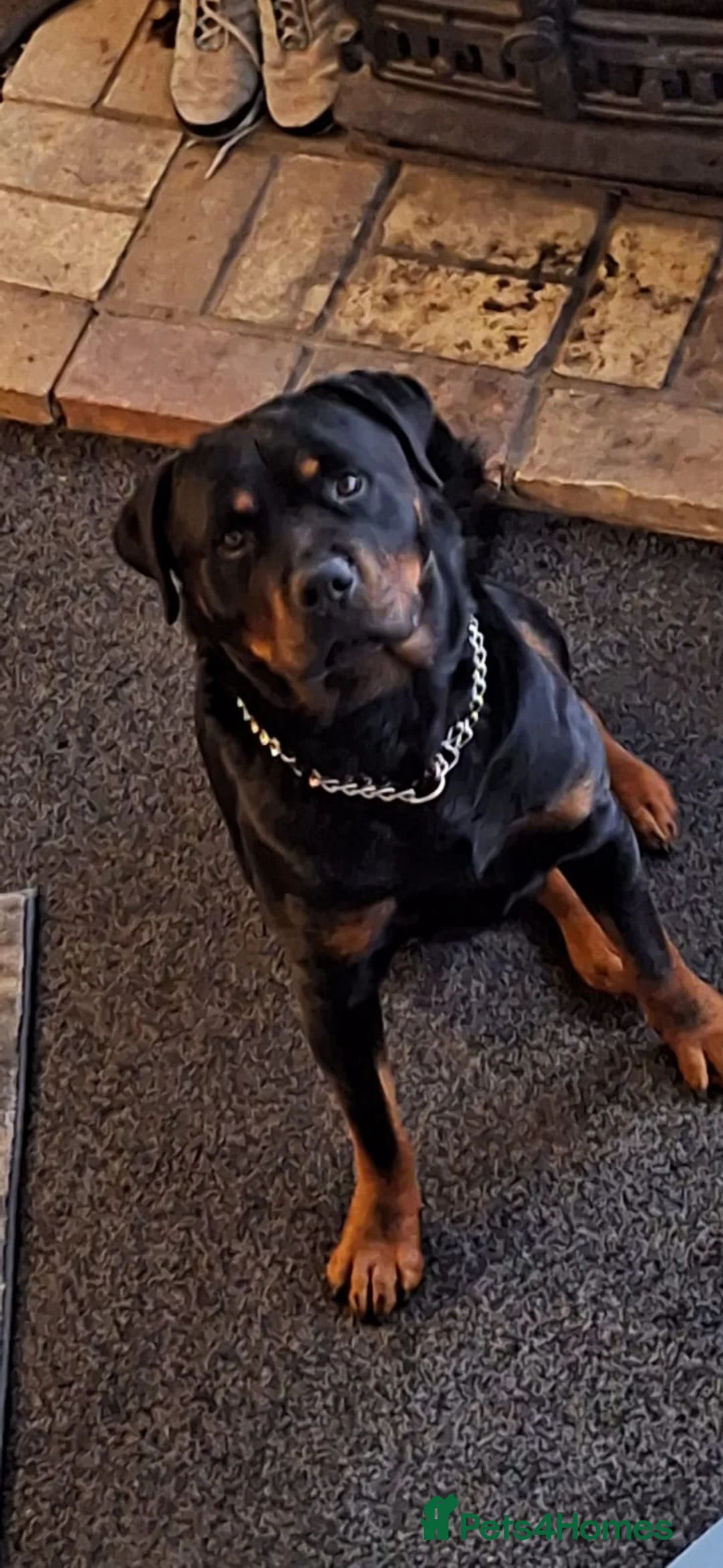 Rottweiler dogs for sale: Free to a forever home 3 years old  in Bishop's Stortford - Advert 4