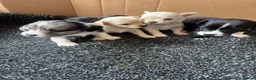Chihuahua dogs for sale: CHIHUAHUA PUPS AVAILBE 9TH APRIL - Advert 3