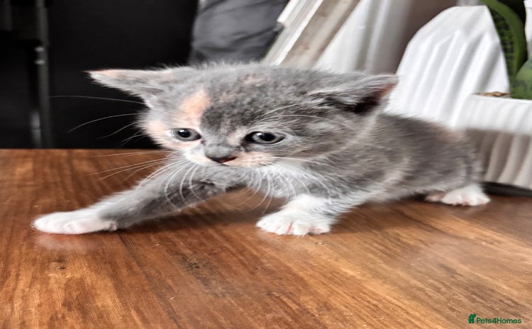 British Shorthair cats - Advert 13