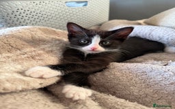 Ragdoll cats for sale: RAGDOLL X FOR SALE  - Image 5