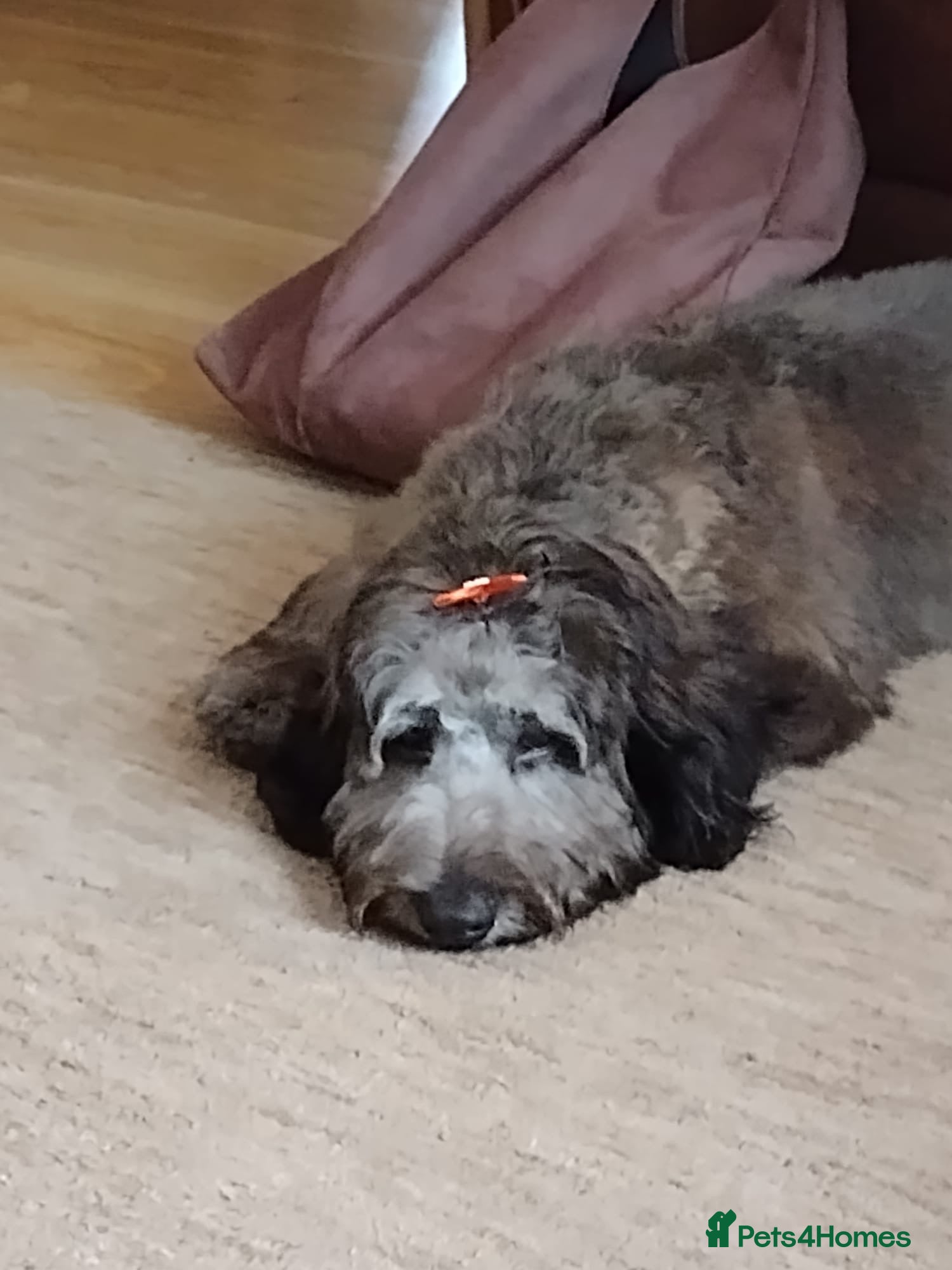 Cavapoo dogs Male cavapoo  - Advert 1