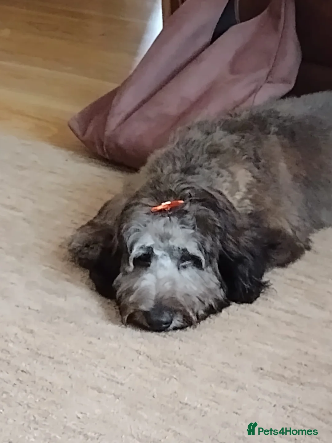 Cavapoo dogs for sale: Male cavapoo  - Advert 1