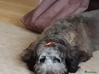 Cavapoo dogs Male cavapoo - Advert 4