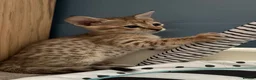Savannah cats for sale: Stunning female SBT savannah kitten - Advert 5