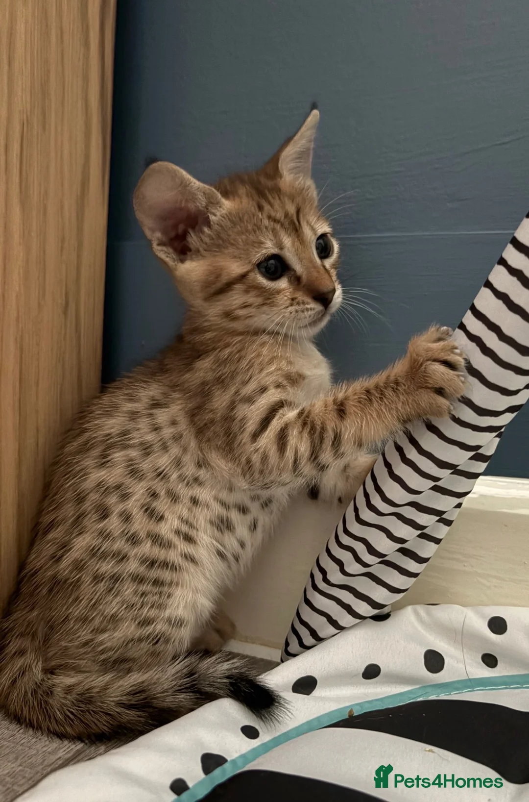 Savannah cats for sale: Stunning female SBT savannah kitten - Advert 5
