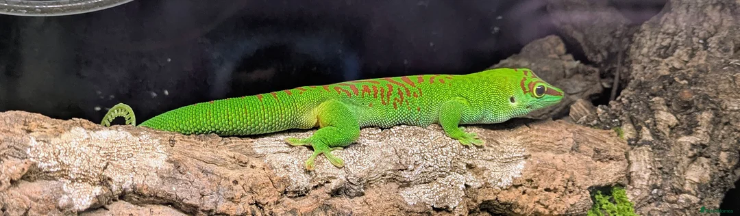 Gecko reptiles for sale: 2 High Red Madagascan Day Gecko (Phelsuma Grandis) - Advert 5