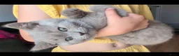 Selkirk Rex cats for sale: 😻 Stunning Selkirk Rex Kittens 😻 - Advert 27