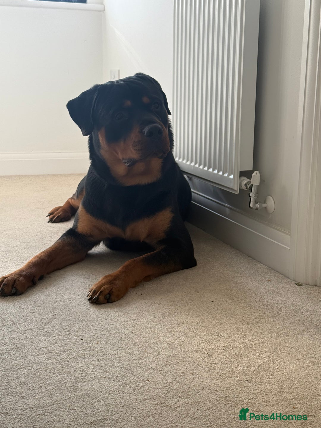 Rottweiler dogs for stud: Handsome Rottweiler Stud - West Midlands - Image 6