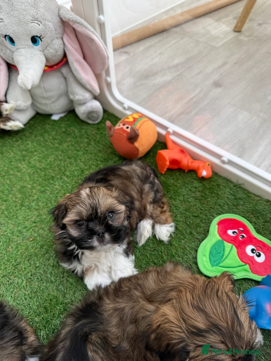 Lhasa Apso dogs for sale: Beautiful Lhasa Apso Boys 8 weeks old - Advert 3