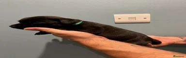 Green Boy